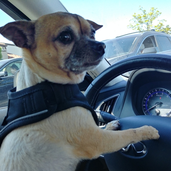 Selling Salvador's Solipsistic Sea Shell, Shirli😉 - Picture 3 of 3